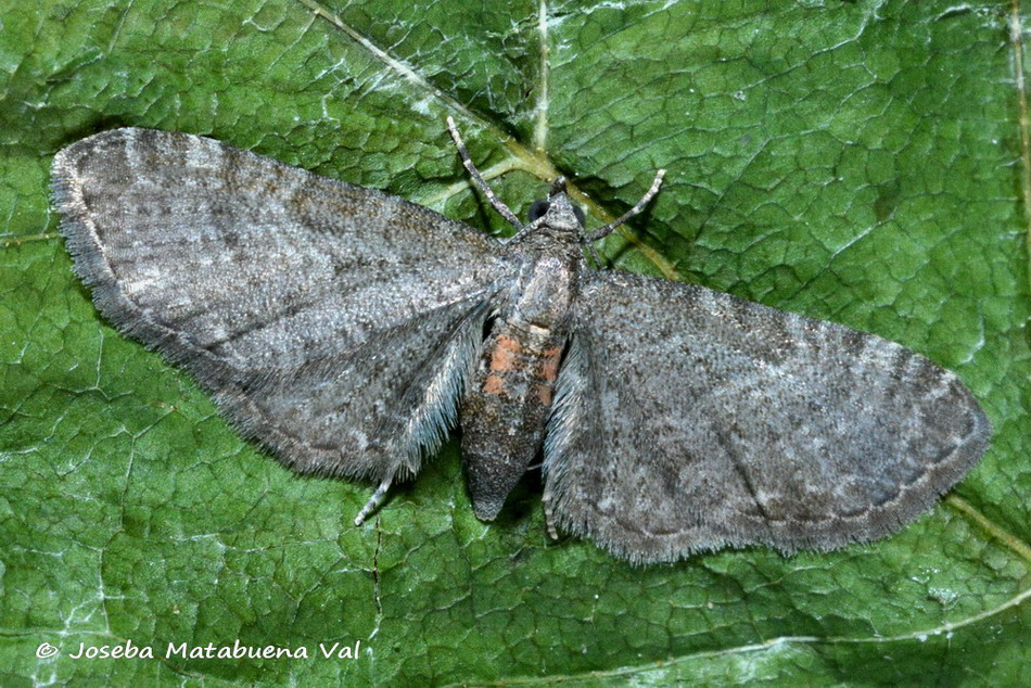 Eteroceri del mese di aprile, dal confino